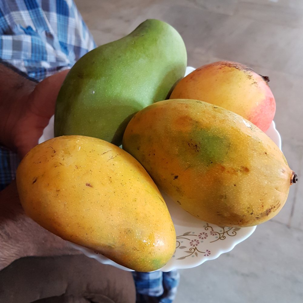 Some of the delicious mangos I sampled in Kerala: lovely eaten as such & prime ingredients for lovely gelato!